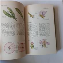 گیاه