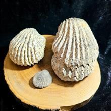 مجموعه