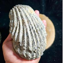 مجموعه