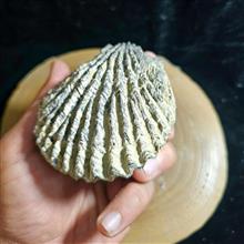 مجموعه