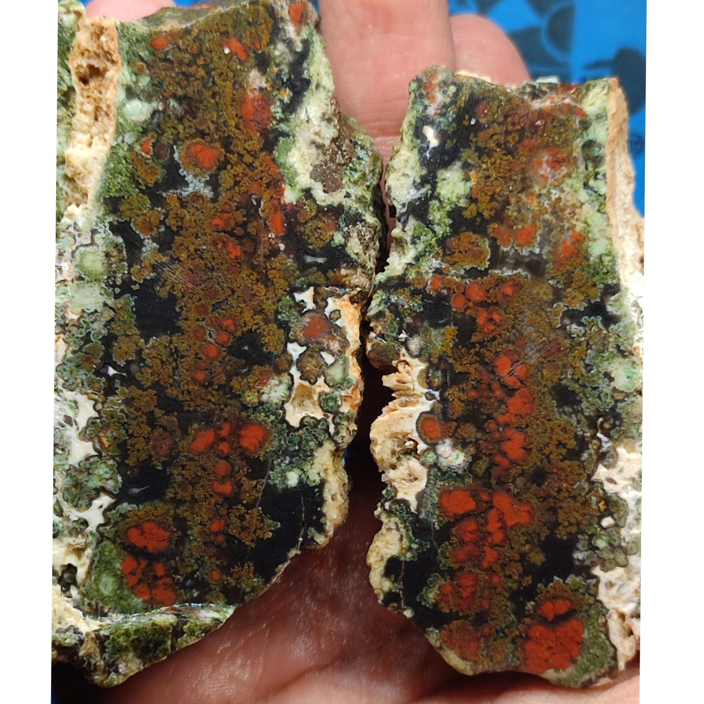 شجر گل اناری قرمز