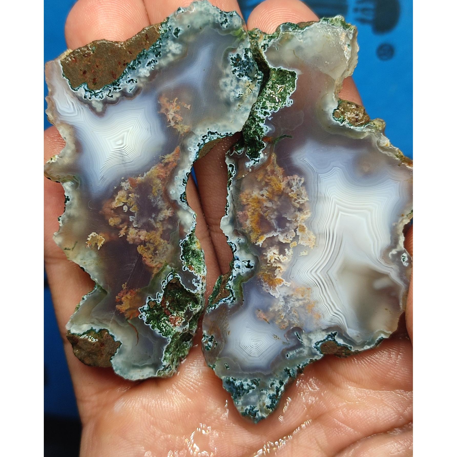 شجر حاشیه سلیمانی