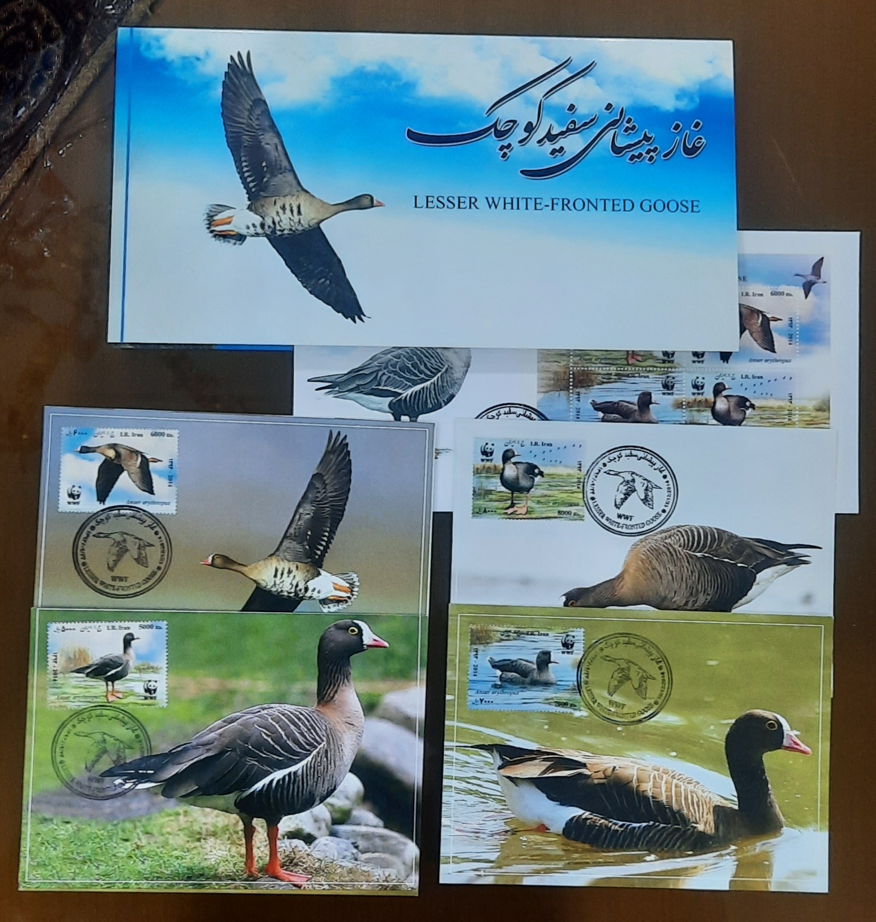 پک زیبای تمبر wwf غاز پیشانی سفید