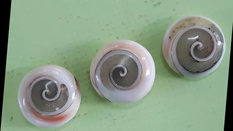 نگین صدفی شب تاب هندی