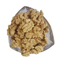 مغز