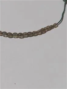 تسبیح