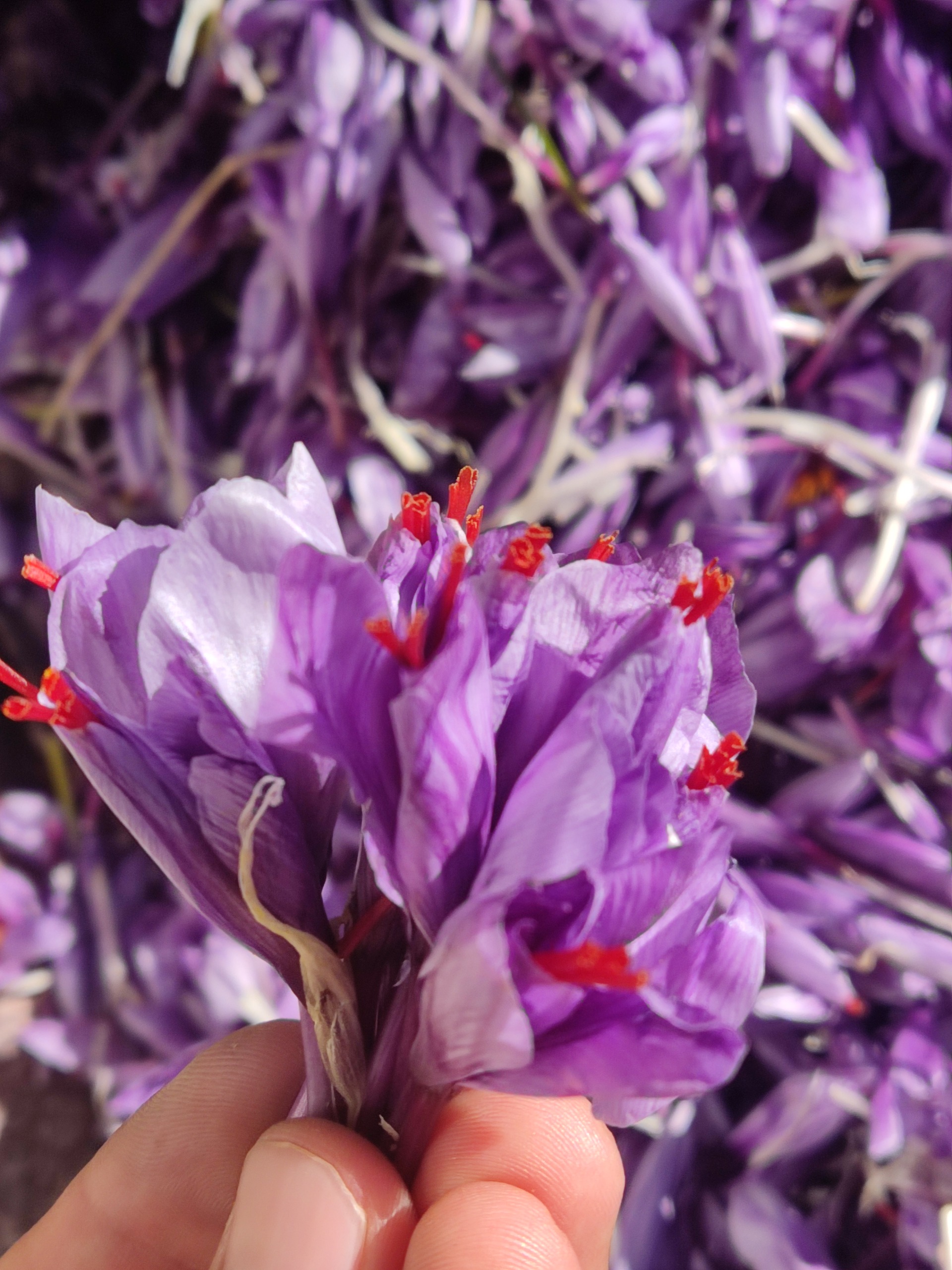 زعفران خوش عطر قاینات