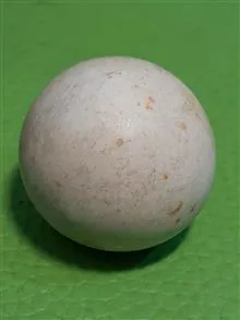 دوعدد