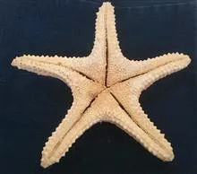 دکوری
