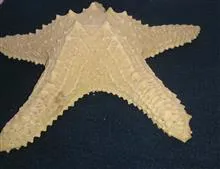 دکوری