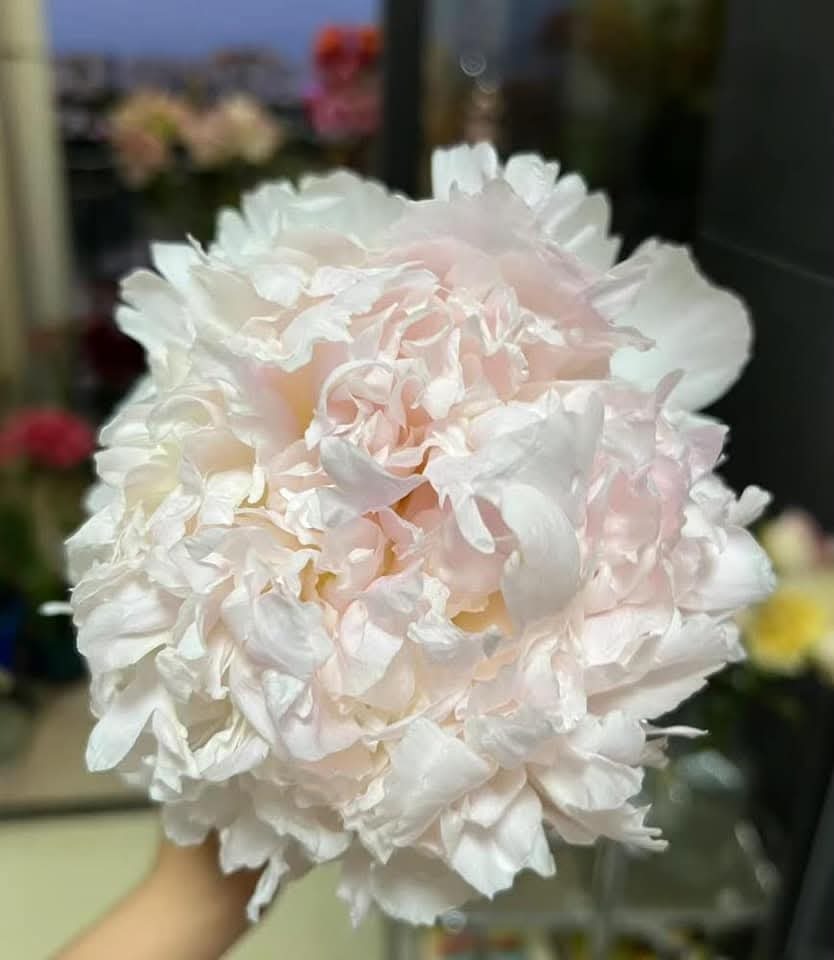 گل پیونی باربادا الیکا