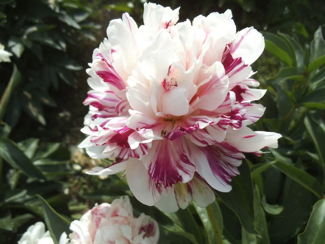 پیونی کندی بیوتی
