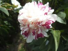پیونی