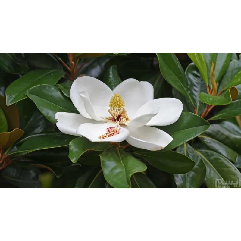 مگنولیا سفید درختی همیشه سبز