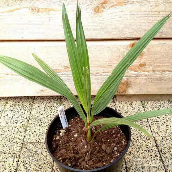 نهال خرمای سیاه بم (مضافتی)