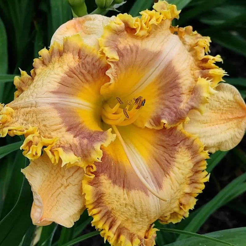 همروکالیس بذری RF-02-11-M4 (گیاهچه)