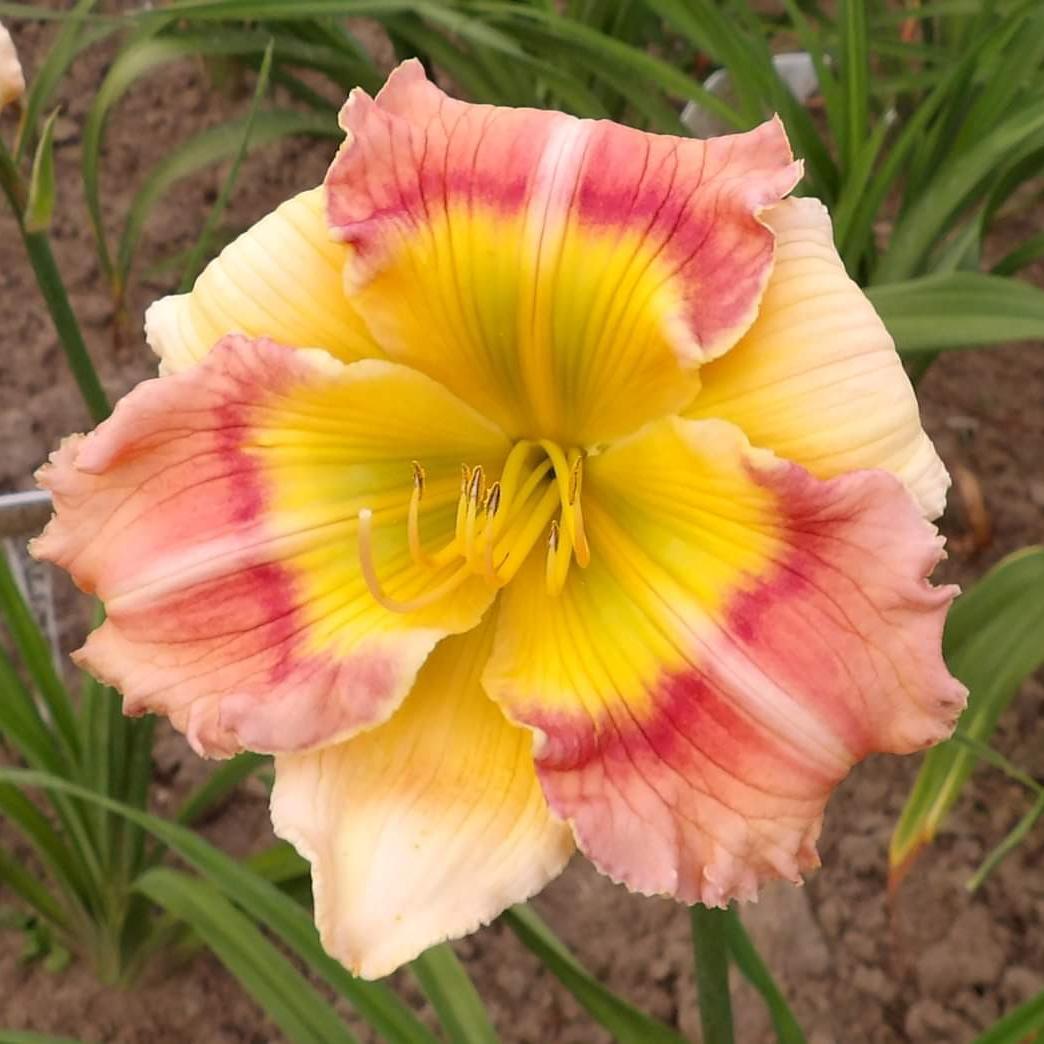 همروکالیس بونته سانی (گیاهچه)
