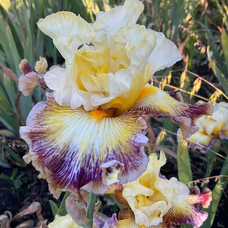 گل آیریس سانی رینبو ریکسان
