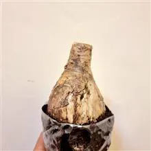 پیاز