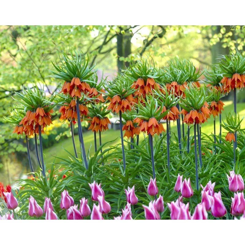 گل زیبای لاله واژگون