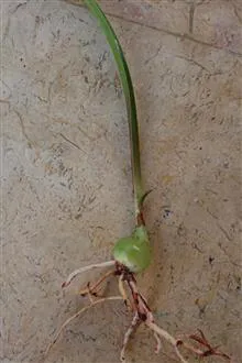 نسرین