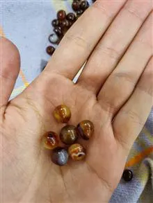 دانه