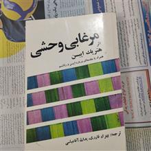 مرغابی