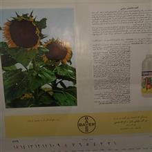 تقویم