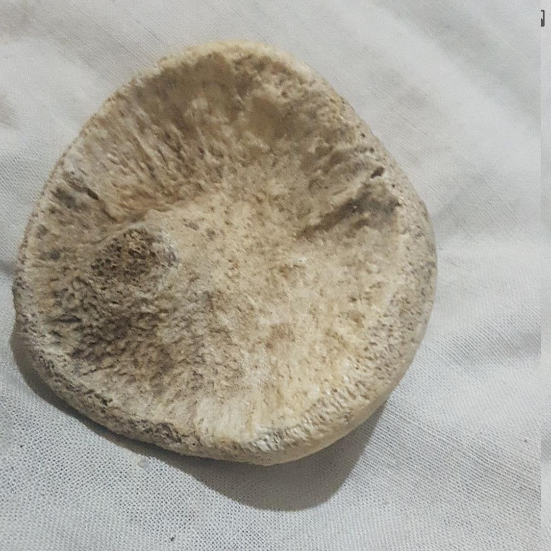 فسیل نوعی مرجان