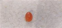 نگین