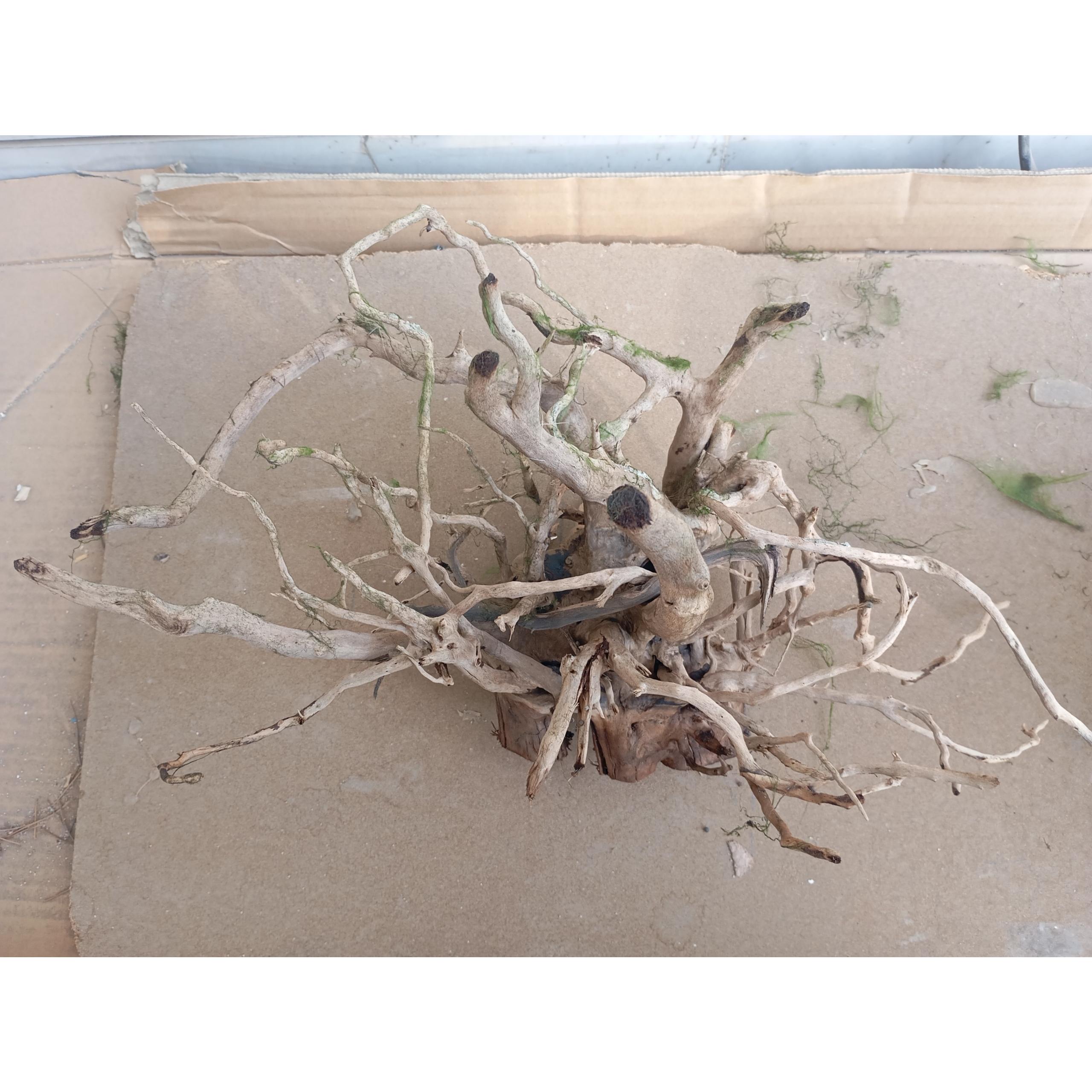 ریشه درخت آبنوس