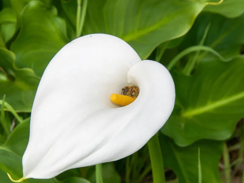 پیاز گل شیپوری سفید