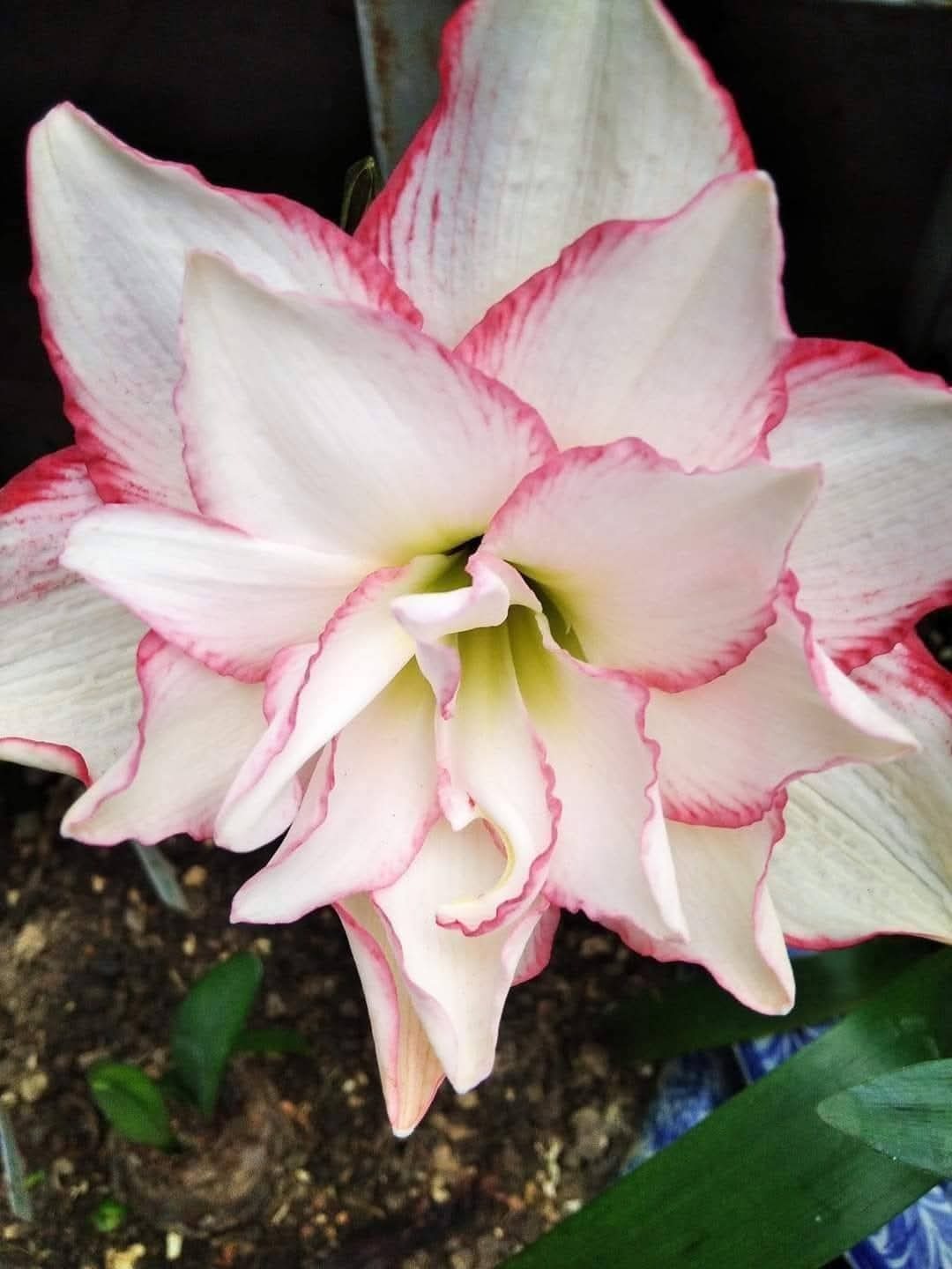 نسرین بذری BF-35-18-18 (پیازچه)