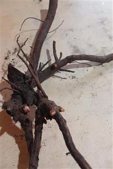 پیونی