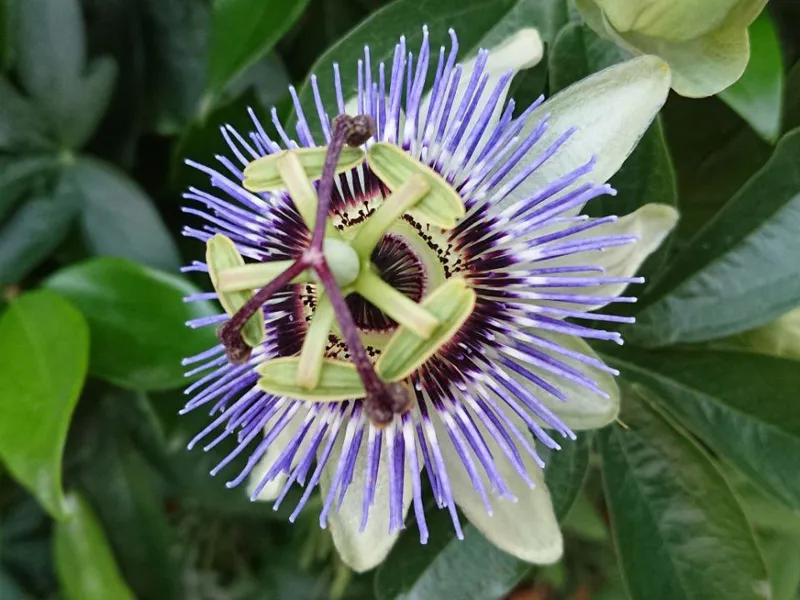 نهال گل ساعتی