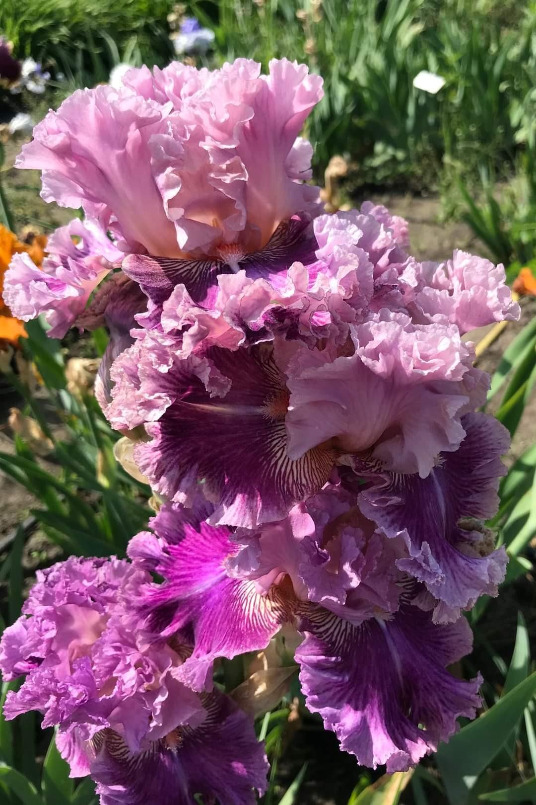 آیریس زیبای چارلی کینگ