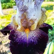گل