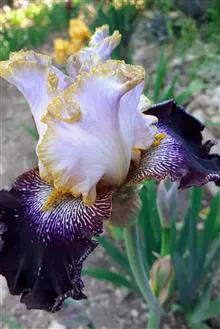 گل