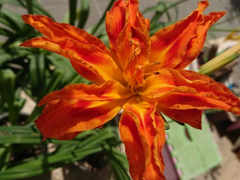 گل دابل پرپر (گیاهچه)