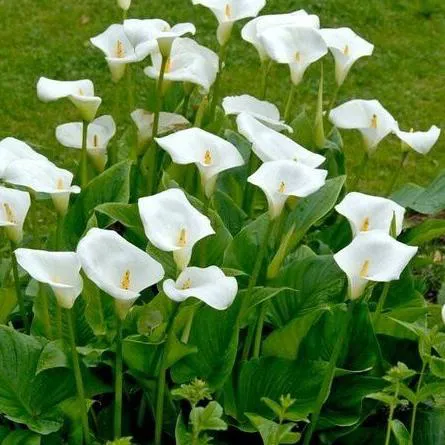 پیاز گل شیپوری سفید