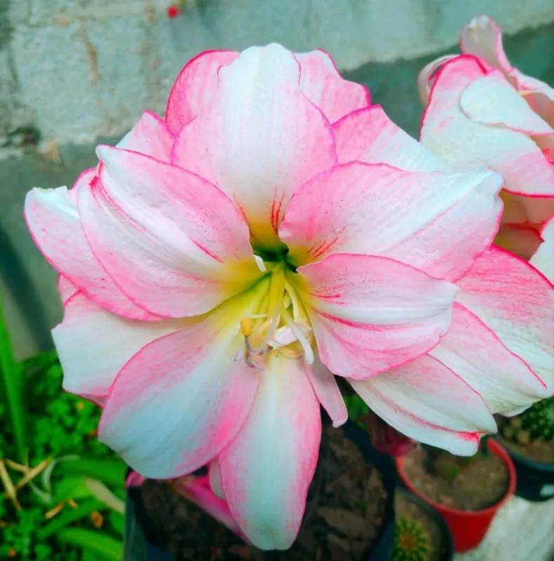 نسرین بذری BF-815 (پیازچه)