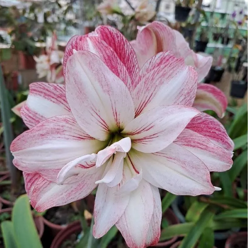 نسرین بذری BF-312 (پیازچه)