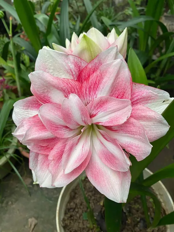 نسرین بذری BF-55-17-3 (پیازچه)