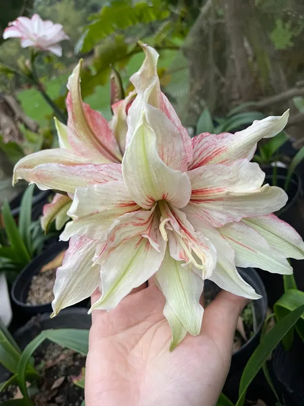 نسرین بذری سولکان (پیازچه)