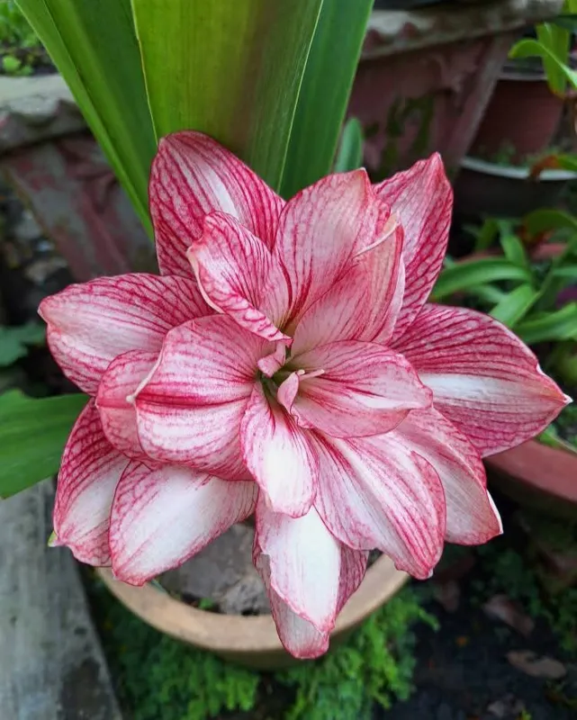 نسرین بذری افابنوتی (پیازچه)