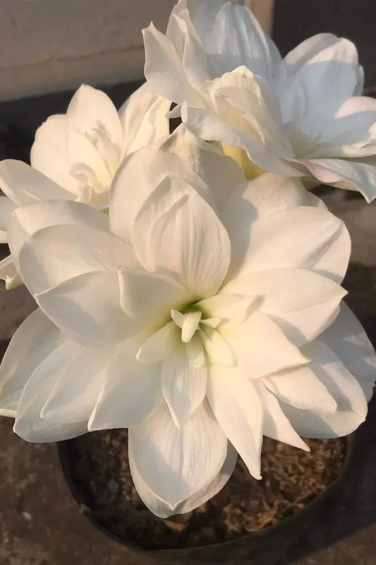 گل نسرین دابل سنپیتر آداک