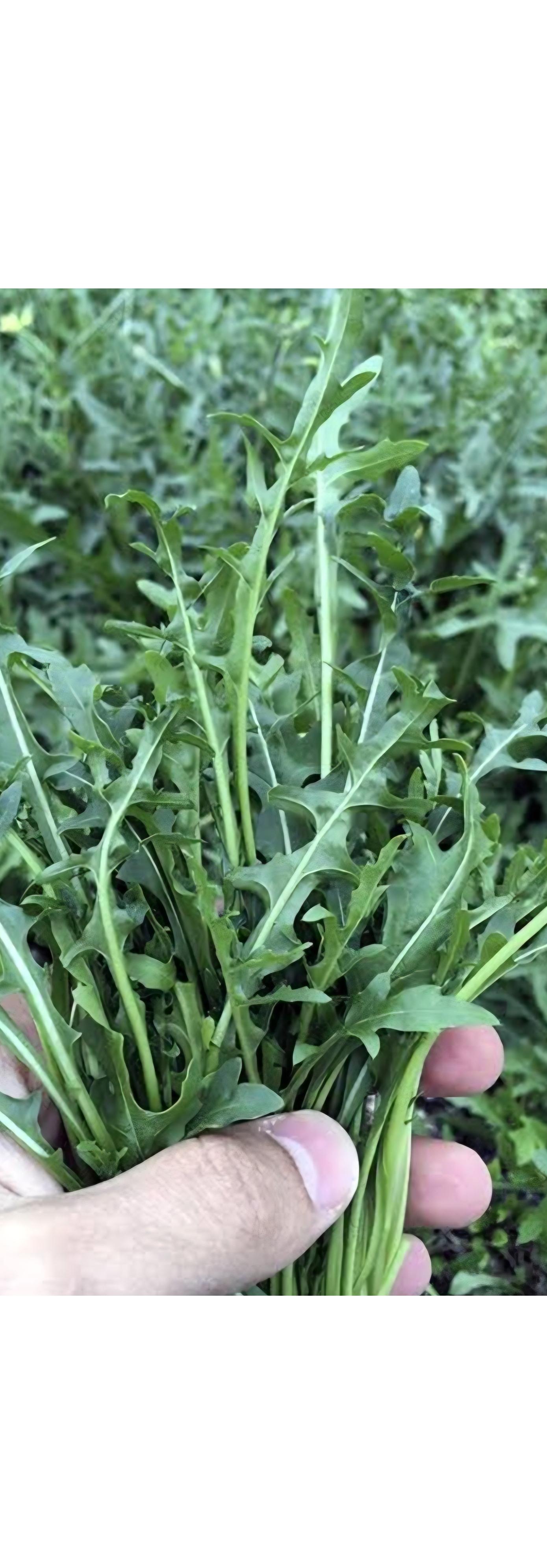 بذر سبزی سالادی راکولا یا آروگولا