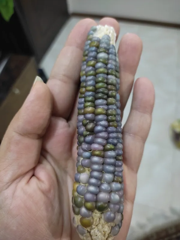 کل یک بلال ذرت آبی