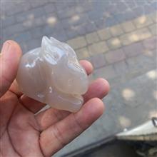 خرگوش