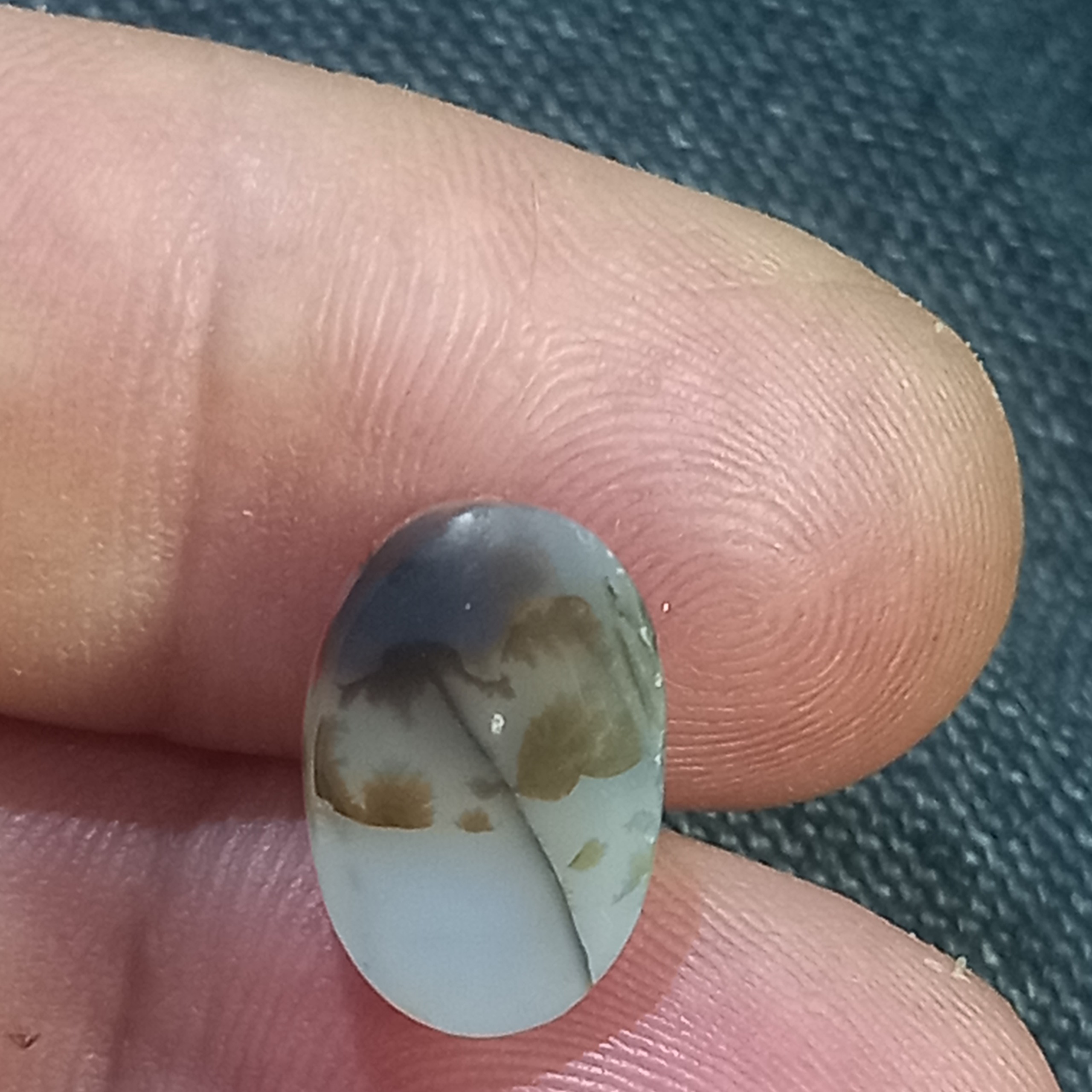 شجر زیبا وخوشگواره